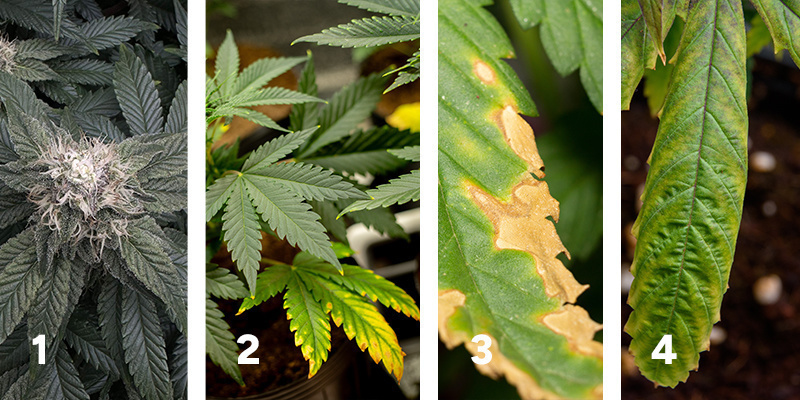 Obserwowanie reakcji roślin