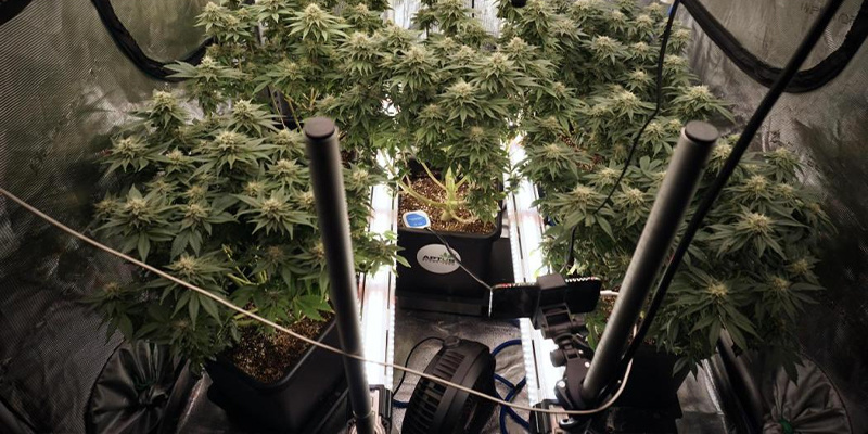 Na czym polega oświetlenie międzykoronowe (ICL)?