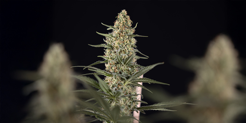 Kiedy używać oświetlenia międzywarstwowego w uprawie