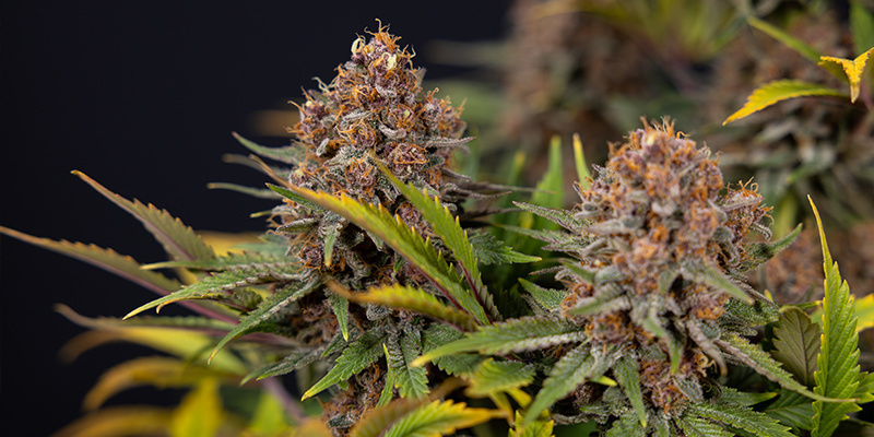 Dlaczego warto wybrać oświetlenie międzykoronowe?