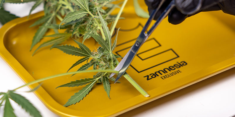 2. Usuń najpierw liście wiatrakowe