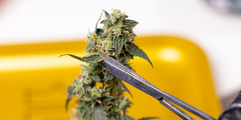 3. Przytnij listki cukrowe wokół topów