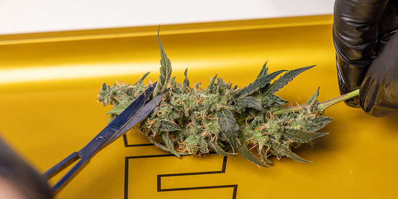 Obchodź się z topami delikatnie, aby zachować trichomy