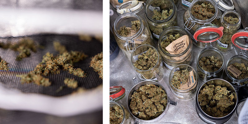 Co robić po przycięciu marihuany?