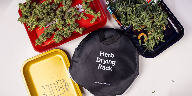 Dlaczego przycinanie konopi jest ważne