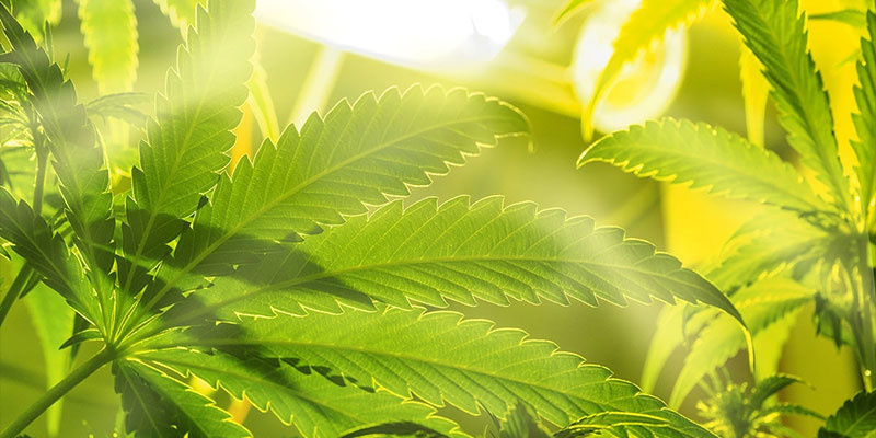 Najczęstsze błędy przy doświetlaniu spodniej części roślin i jak ich unikać