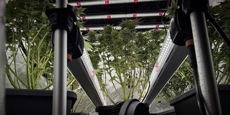 Krok 1: Planowanie układu oświetlenia pod koroną roślin