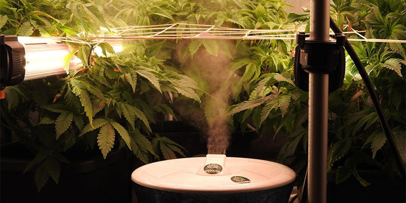 Krok 4: Integracja oświetlenia pod koroną z innymi czynnikami wzrostu