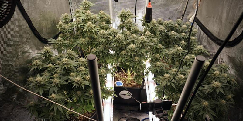 Kiedy stosować oświetlenie pod koroną roślin