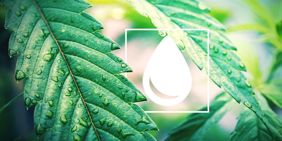 Jak podlewać rośliny marihuany