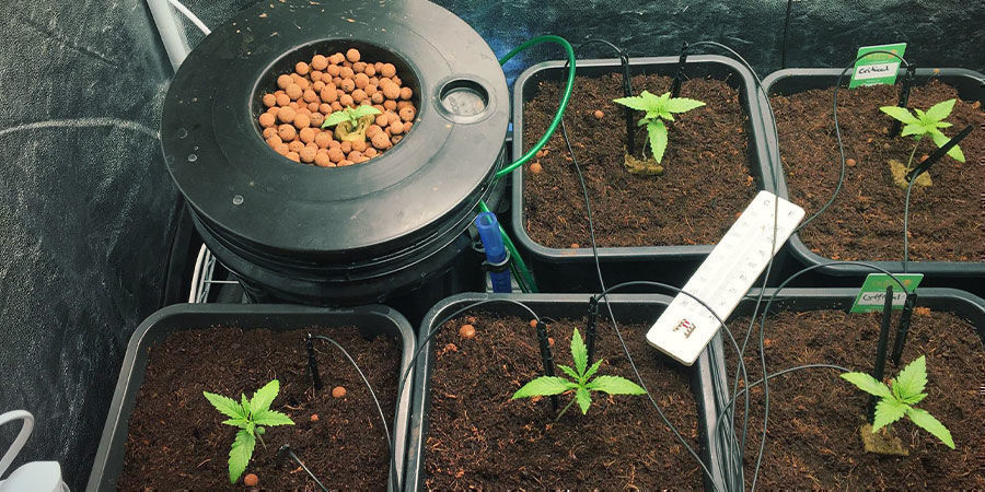 Jak podlewać rośliny, gdy nie ma Cię w domu