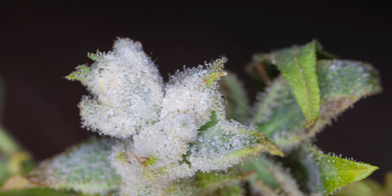 Zaawansowane objawy i zagrożenia