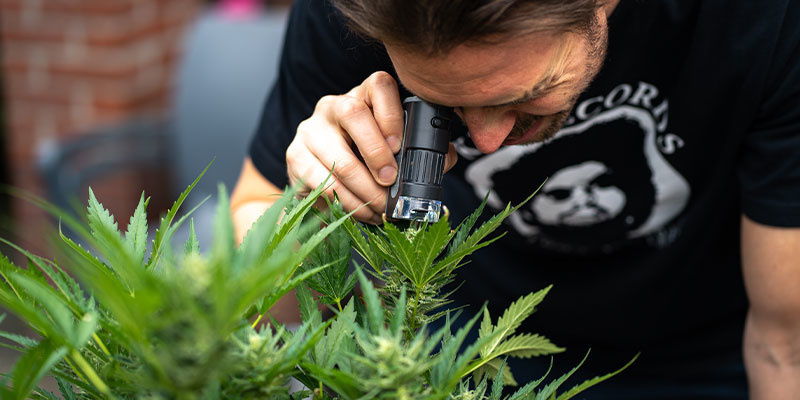 Różnicowanie mączniaka prawdziwego od innych problemów