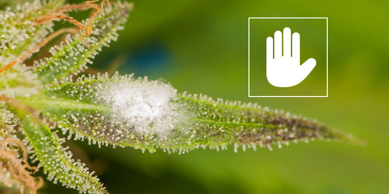 Jak potwierdzić mączniaka prawdziwego