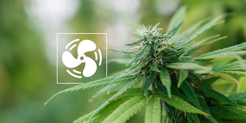 Jak zapobiegać mączniakowi prawdziwemu