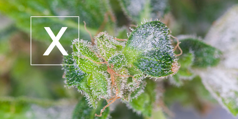 Mączniak prawdziwy na konopiach: czy to bezpieczne?