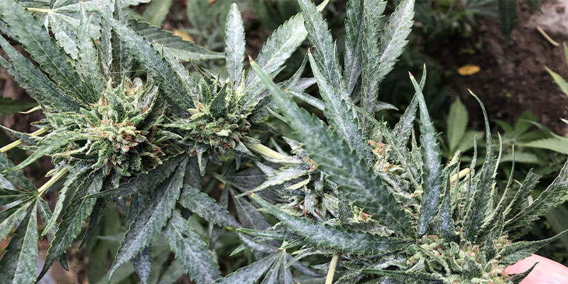 Jak wygląda mączniak na konopiach?