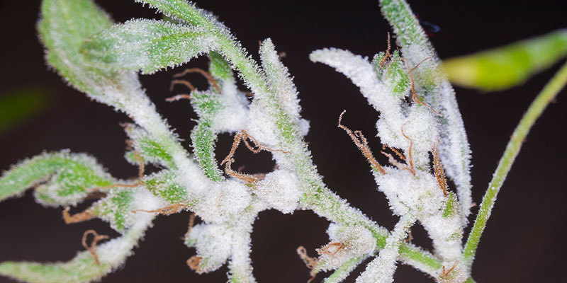 Czym jest mączniak prawdziwy?