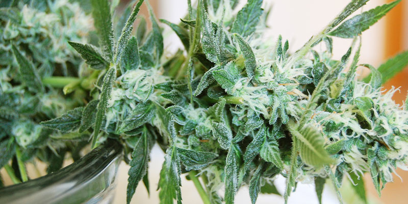 What to do if you spot powdery mildew on weed plants