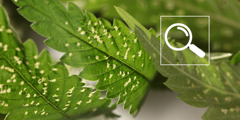 Najczęstsze przyczyny białych plamek na konopiach