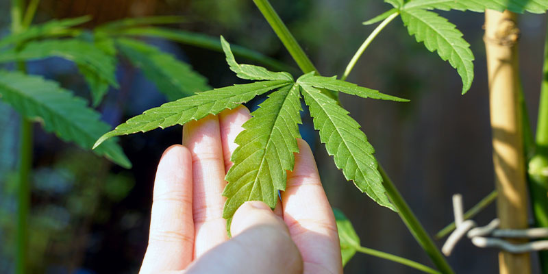 Jak rozpoznać przyczynę białych plam na liściach marihuany