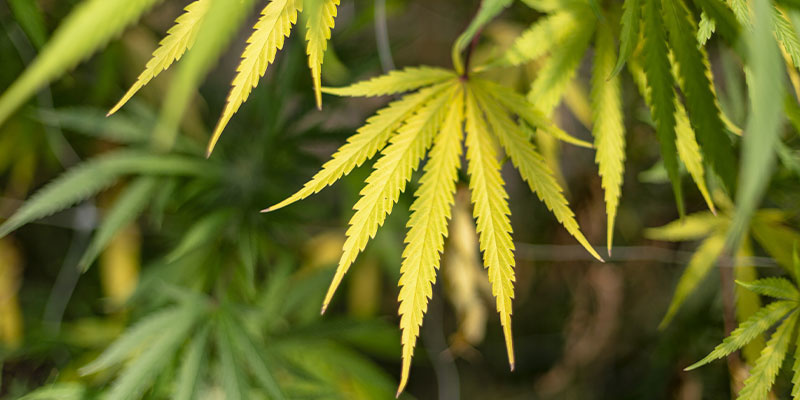 Niedobory składników odżywczych