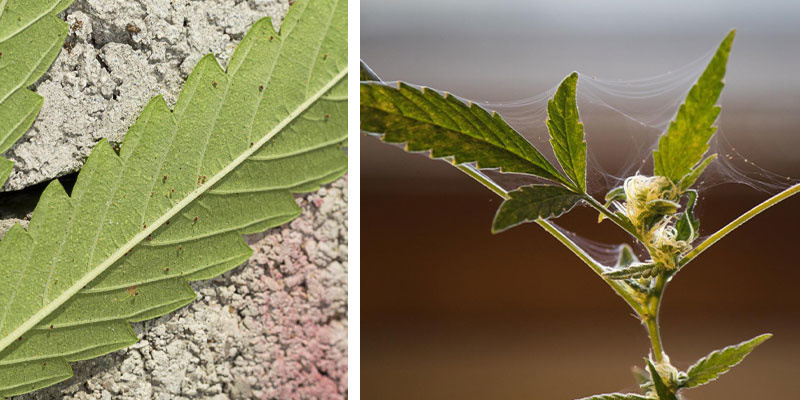 Szkodniki (przędziorki)