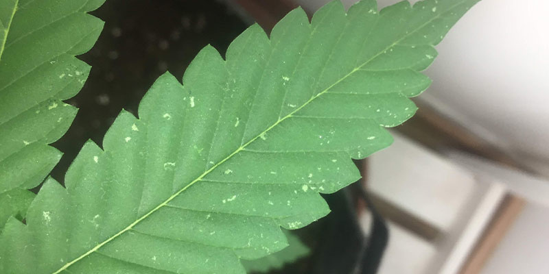 Stay ahead of white spots on cannabis leaves