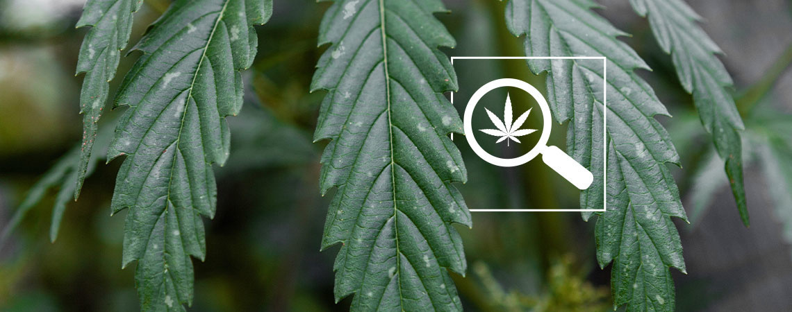 White spots on cannabis leaves