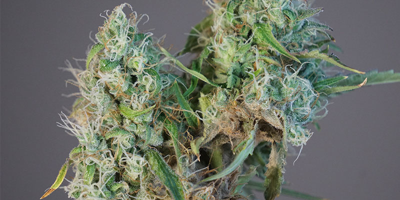 Bud rot prevention starts here