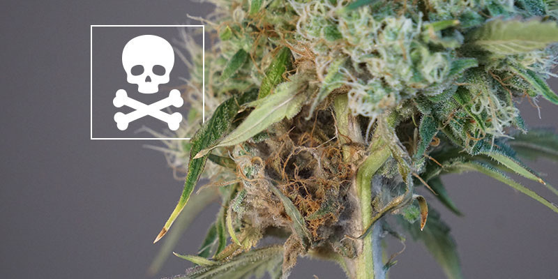 Czy nadal można używać topów z pleśnią?