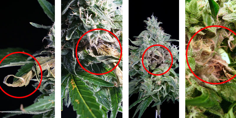 Wczesne objawy zgnilizny topów