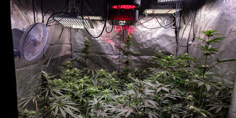 Jak zapobiegać gniciu topów