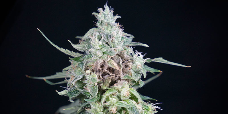 Zaawansowana zgnilizna topów – charakterystyczne objawy