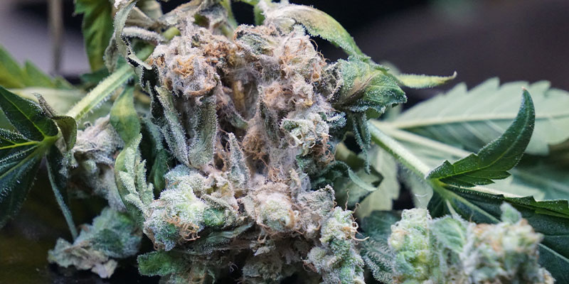 Czym jest zgnilizna topów (Botrytis cinerea)?