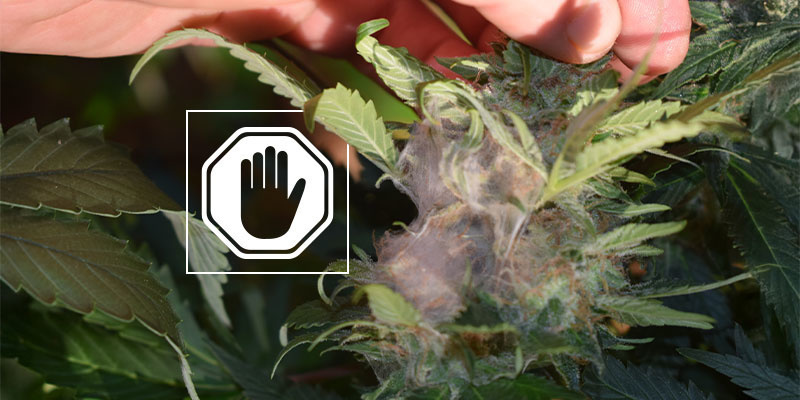 Co zrobić, gdy zauważysz zgniliznę topów