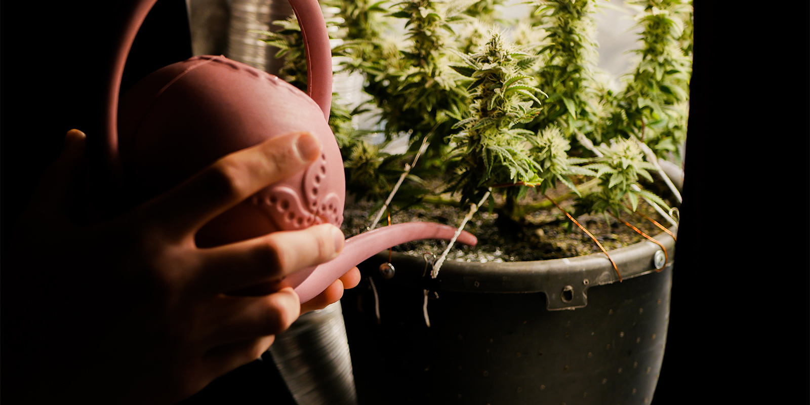 Jak naprawić przypalenie nawozowe