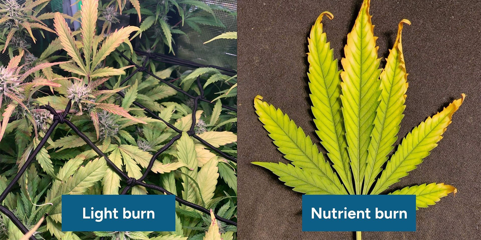 Jak rozpoznać różnicę między poparzeniem światłem a przenawożeniem