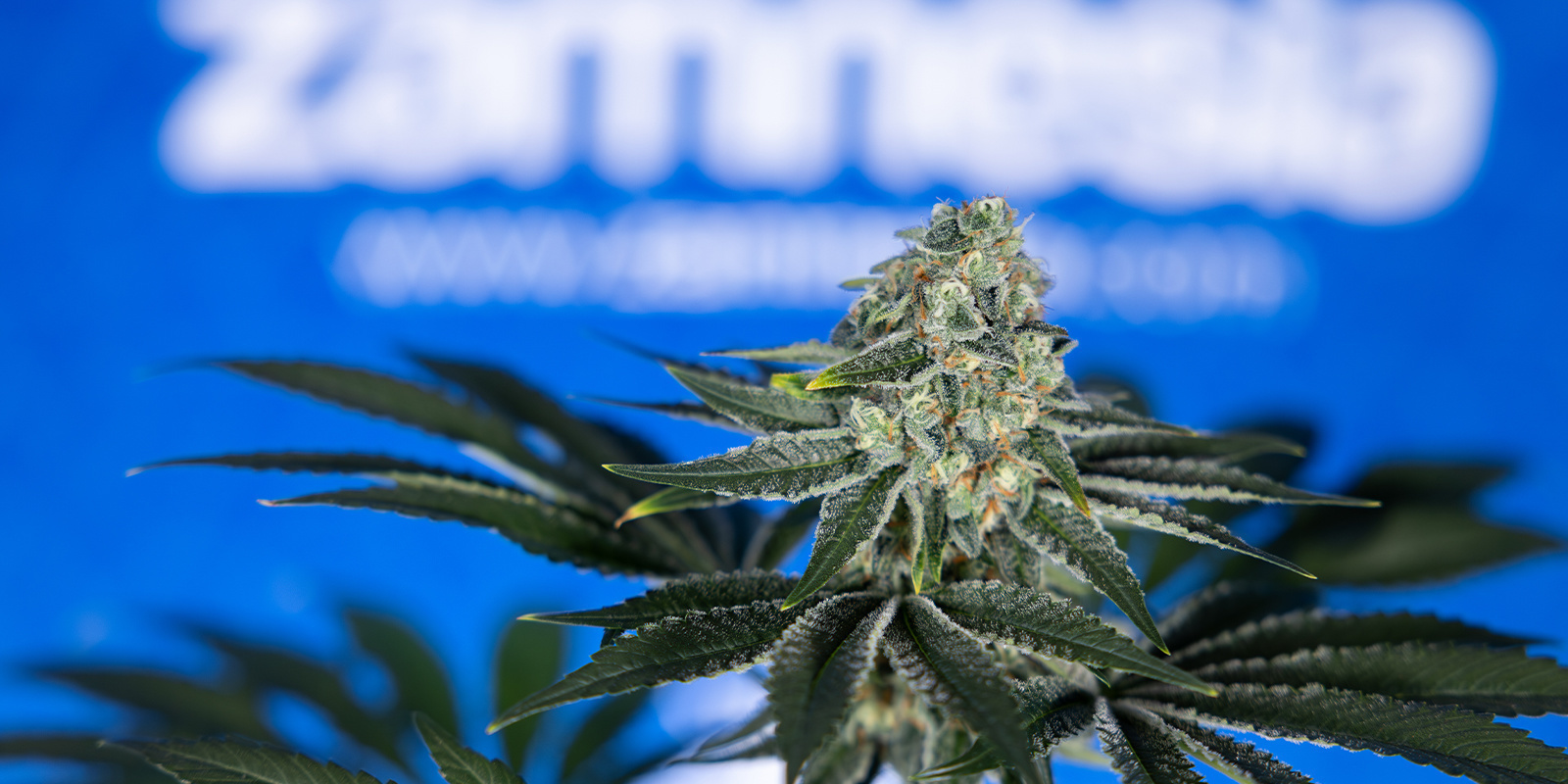 Rozpoznaj i wylecz przypalenie nawozem jak profesjonalista