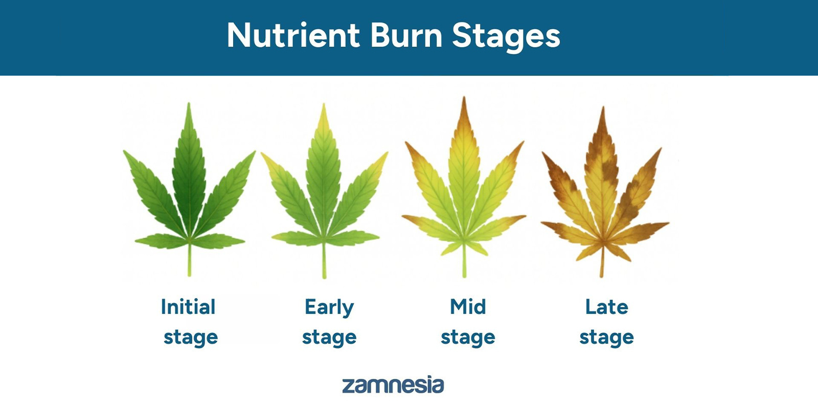 Etapy przypalenia odżywkami