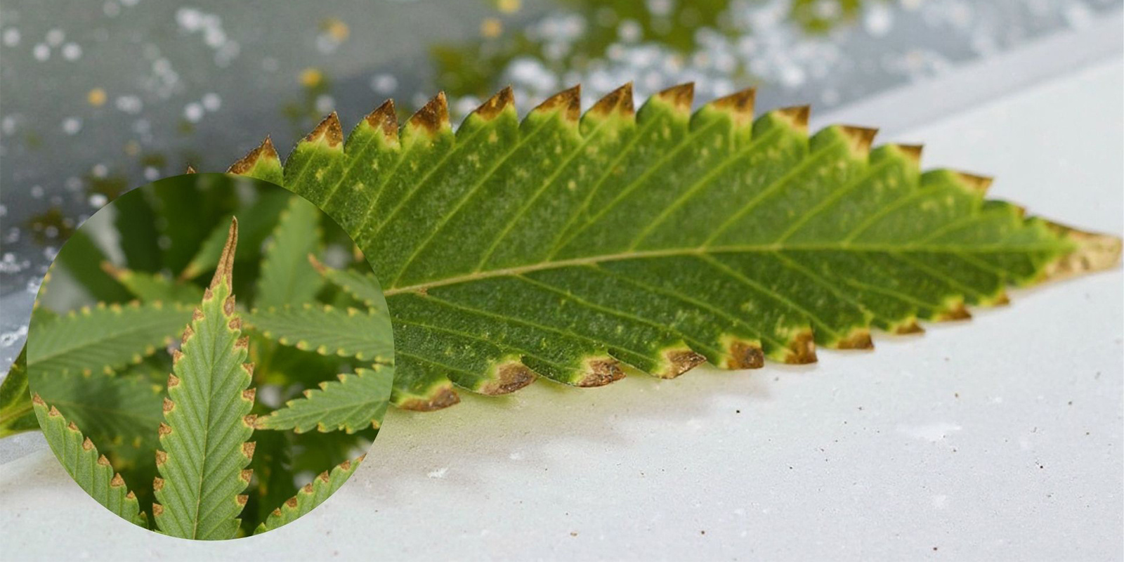 Jak wygląda przypalenie składnikami odżywczymi u roślin marihuany?