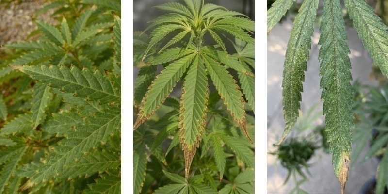 Czym jest przypalenie odżywkami?