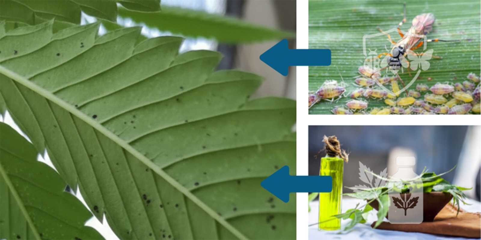 Zastosuj ukierunkowane leczenie