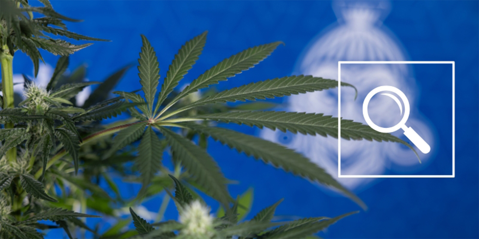 Od czarnych plam do zielonej chwały