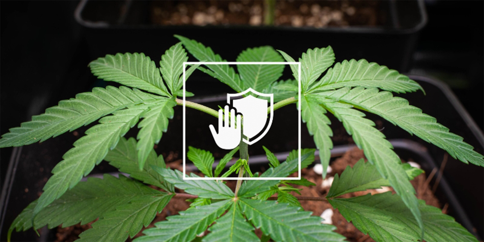 Jak zapobiec przyszłym ogniskom