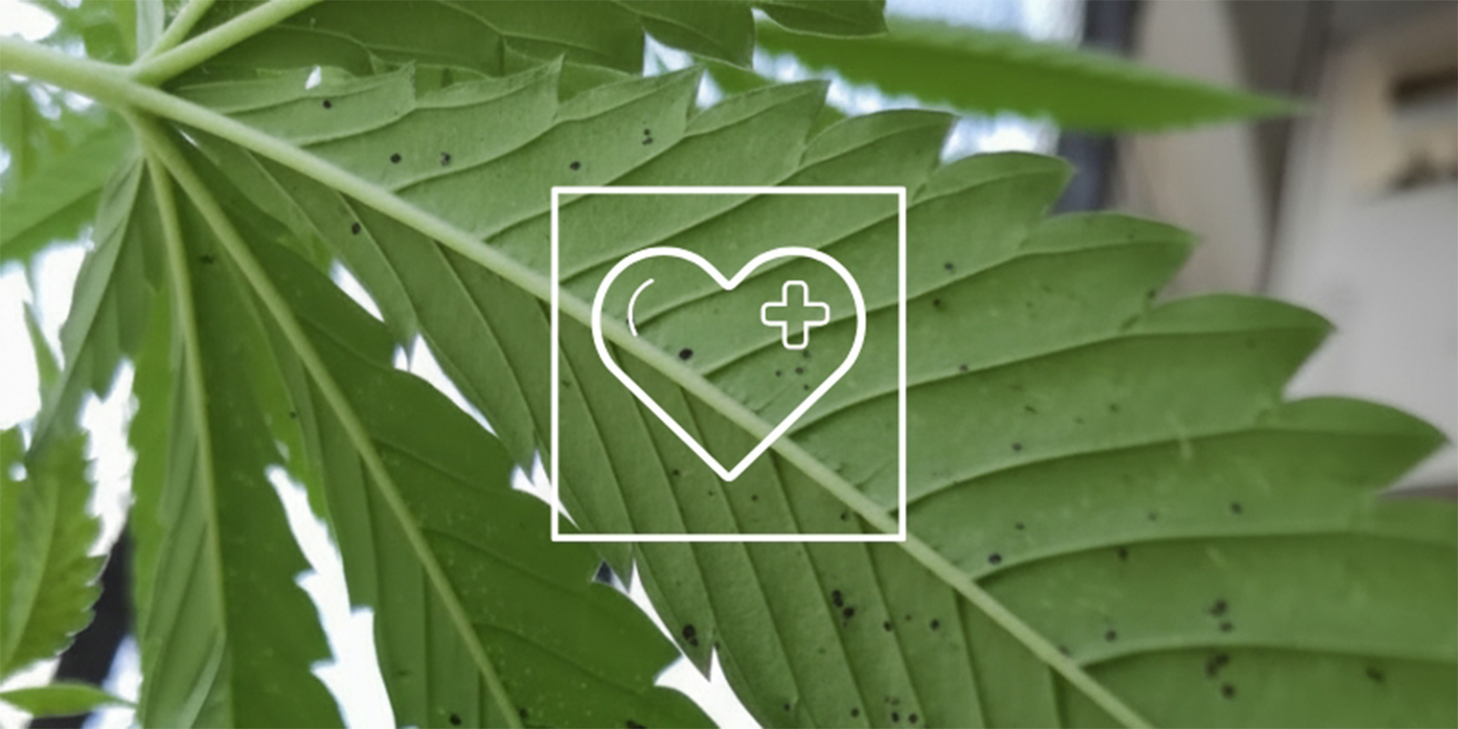 Jak leczyć czarne plamy na liściach