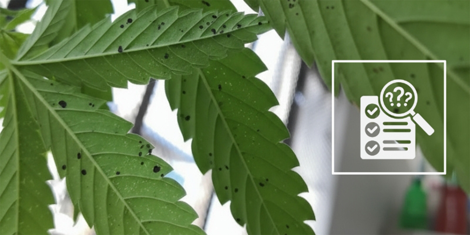 Najczęstsze przyczyny