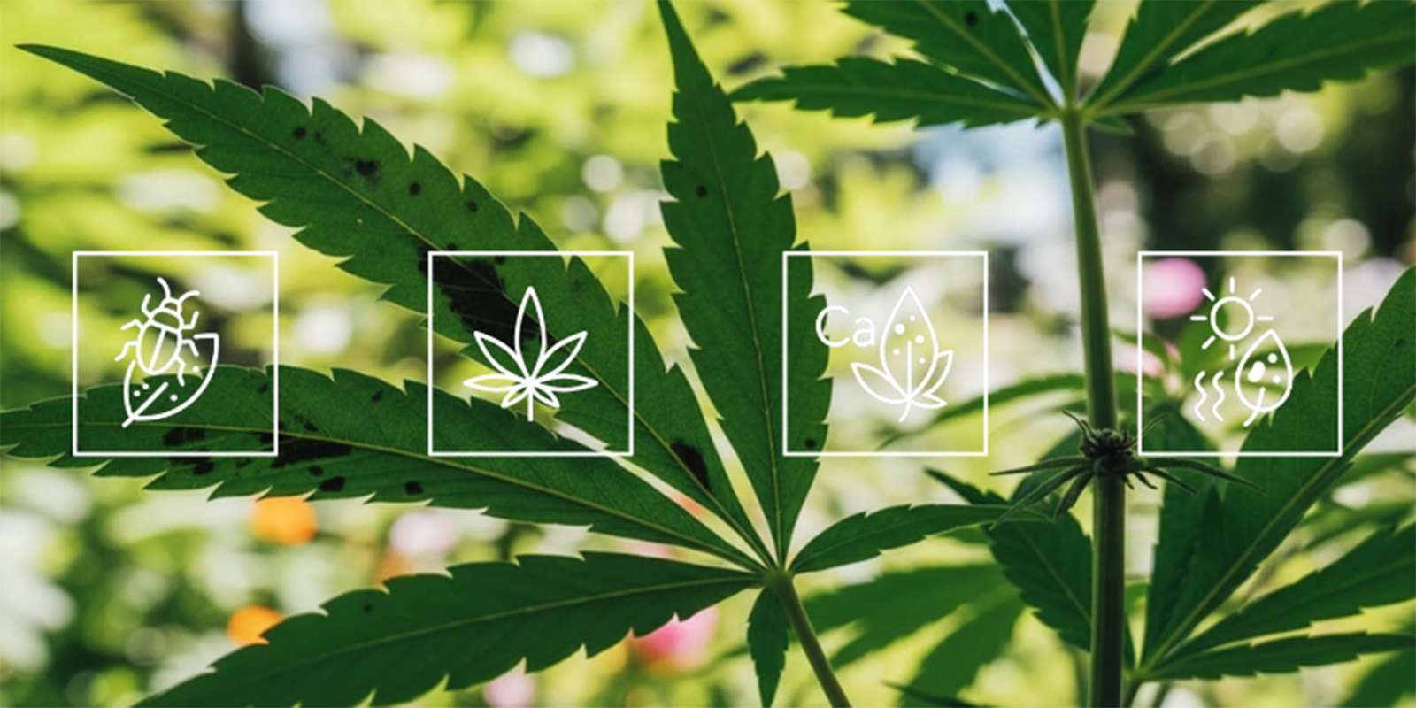 Co powoduje czarne plamy na liściach konopi?