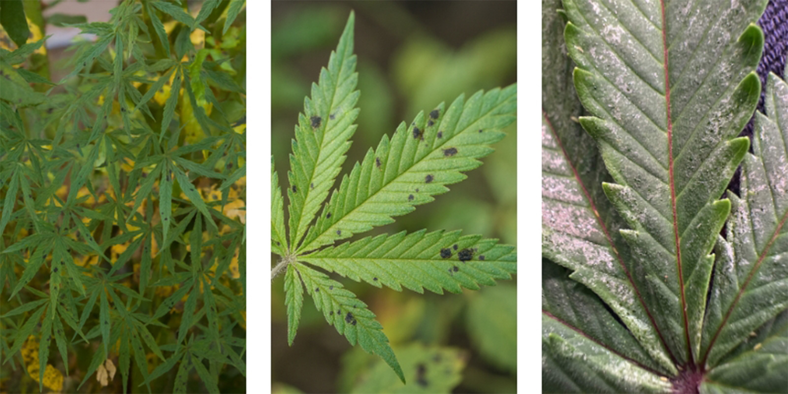 Jak wyglądają czarne plamki?