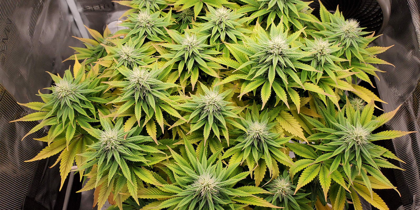 Najczęstsze problemy z pH i jak je rozwiązać